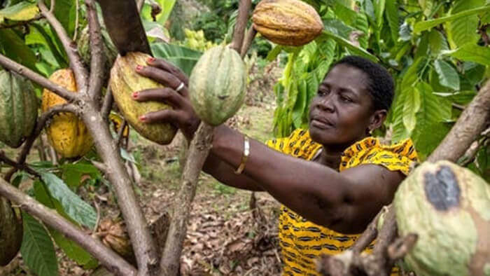 Cote D’Ivoire Cocoa Plantation