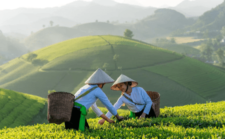  Vietnamese Tea Plantation