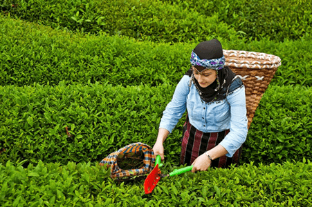 Turkey Tea Plantation